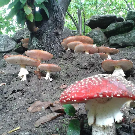 El Balcon Panoramico De Gredos شقة *