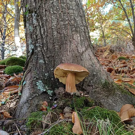 El Balcon Panoramico De Gredos * Mijares (Castile and Leon)