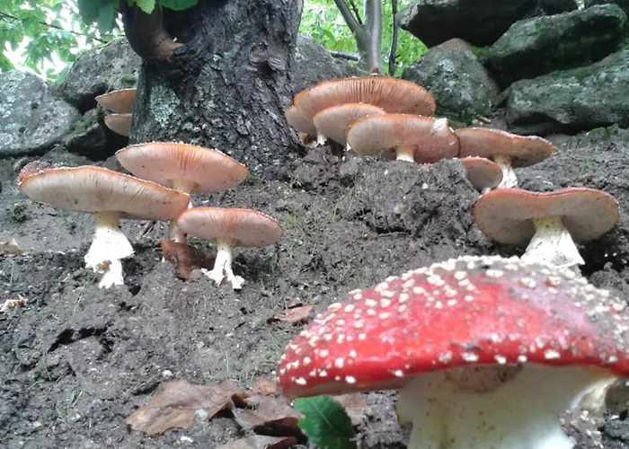 El Balcon Panoramico De Gredos 아파트 *