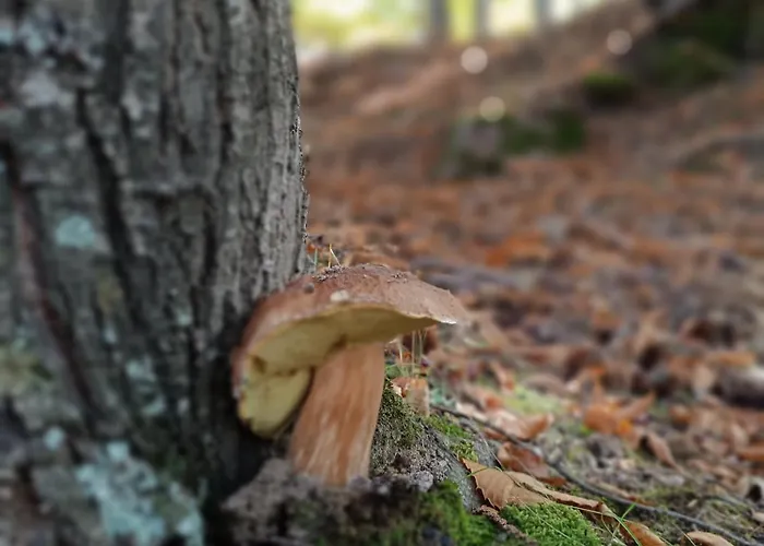 El Balcon Panoramico De Gredos * Mijares (Castile and Leon)