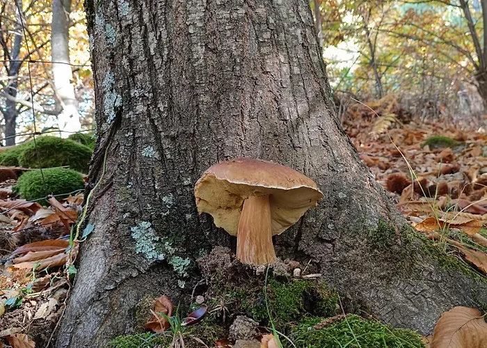 El Balcon Panoramico De Gredos * Mijares (Castile and Leon)